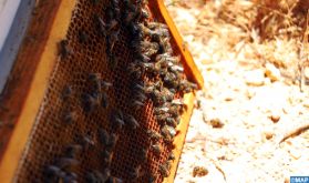 Phénomène d'effondrement des colonies d'abeilles : Dites-le avec des mots
