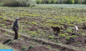 Gharb: Hausse de 56,8% des subventions accordées aux agriculteurs en 2019