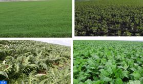 Rabat-Salé-Kénitra: Les dernières pluies laissent présager de bonnes performances agricoles