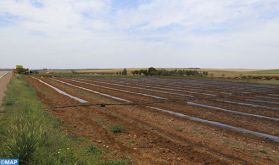 Casablanca-Settat: L'activité et la production agricoles normales