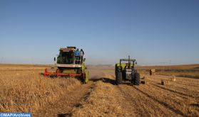 Youssoufia: Lancement de l'opération d''indemnisation des agriculteurs des zones touchées par la sécheresse