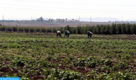 Maroc: le retour des pluies au grand bonheur des agriculteurs