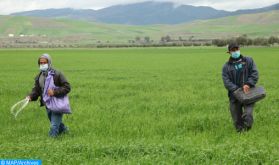 Maroc/Pluies: le souffle de soulagement des agriculteurs