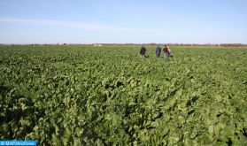 L'ONSSA accorde une attention particulière au contrôle de l’utilisation des pesticides en agriculture (Ministre)