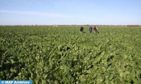 Les dernières précipitations auront un impact positif sur la campagne agricole dans la région Rabat-Salé-Kénitra (communiqué)