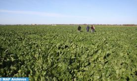 Fès-Meknès: Le programme des cultures au titre de la campagne agricole 2022-2023 s'élève à 827.420 ha (DRA)