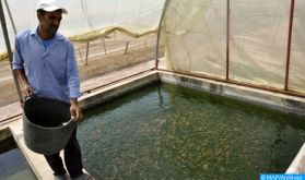 Aquaculture au Maroc: un secteur toujours en quête du déclic !