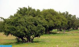 L'arganier, arbre endémique du Maroc, célébré par la communauté internationale