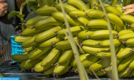 Maroc: les bananes sur les marchés nationaux sont "saines" (ONSSA)
