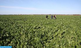 Entretien maroco-émirati sur le renforcement de la coopération dans le domaine agro-alimentaire
