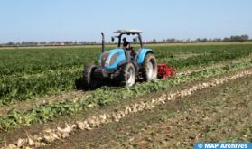 Sidi Kacem: Démarrage de la campagne d’usinage de la betterave à sucre du périmètre du Gharb