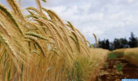 Face à la crise mondiale des céréales, le blé indien se fait le salvateur