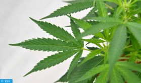 L'usage du cannabis à des fins thérapeutiques serait bénéfique dans le traitement de plusieurs maladies (Expert)