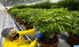 Al Hoceima: environ 1,55 MDH alloué à la construction d’un laboratoire de recherche pour le développement du cannabis