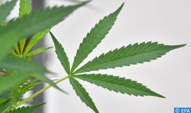 Réglementation du cannabis: l'arsenal juridique complété par l'entrée en vigueur de six nouvelles décisions