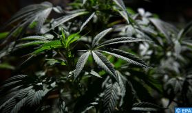 Les bienfaits de l'usage du cannabis à des fins thérapeutiques ont été prouvés scientifiquement (Pr. Rabii)