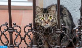 Premier chat porteur du Covid-19 détecté en Espagne