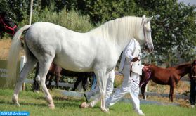 Marrakech accueille le Festival de SA Sheikh Mansoor Bin Zayed Al Nahyan de chevaux Pur-sang Arabe le 07 mai prochain