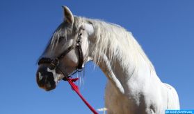 L'information relative à l’octroi d’aides aux chevaux dans le contexte de la crise sanitaire actuelle est "totalement fausse"