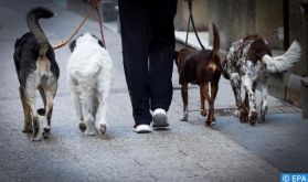 Location de chiens, le "nouveau business" pour contourner le confinement en Espagne