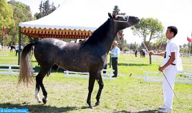 Championnat du Maroc de saut d'obstacles (chevaux Barbes et Arabes Barbes): le cheval "El Bayrouta" remporte le titre