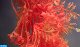 Le corail rouge dans l'espace maritime national