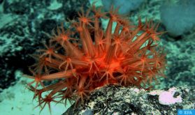 Le corail rouge, un bijou naturel en voie de disparition