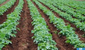 Campagne agricole 2023/2024 : de bonnes perspectives pour les cultures de printemps dans la Région Rabat-Salé-Kénitra