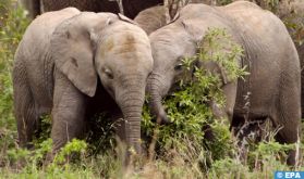 En Afrique australe, les éléphants victimes du changement climatique