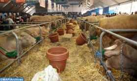 Chtouka-Ait Baha : 25.000 quintaux d'orge subventionnée au profit des éleveurs