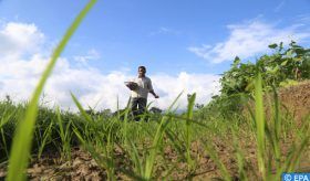 Des investisseurs émiratis envisagent d'installer des usines de pesticides et d'engrais en Angola