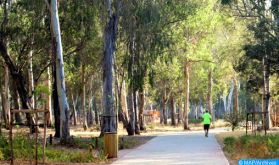 Le traitement des arbres de la forêt de Bouskoura vise à offrir un paysage forestier "aménagé" et "sécurisé"