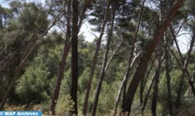 Création d'instances multipartenaire, étape essentielle pour exécuter la Stratégie "Forêts du Maroc" (responsable)