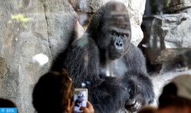 Les gorilles, une attraction très rentable au Rwanda