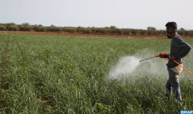 El Hajeb: Traitement phytosanitaire du maraichage pour réduire l’impact de la grêle