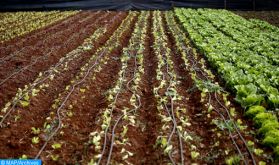La micro-irrigation, levier primordial de l'avenir agricole du Royaume