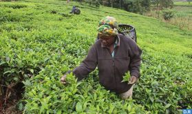 Kenya: la production du thé en forte augmentation de 29 pc cette année (KTDA)