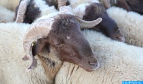 Aid Al-Adha : La race ovine de Timahdite en vedette dans la cité des Zayanes