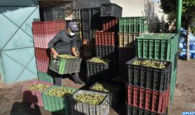L'oléiculture, une filière prospère et à forte valeur économique à Béni Mellal-Khénifra