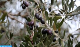 El Hajeb veut booster l'image de marque de son huile d'olive