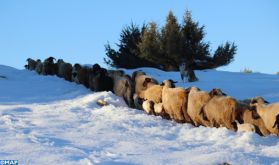 Khénifra: Les pâturages naturels enneigés, les petits éleveurs tentent de s'adapter