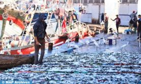 Pêche côtière et artisanale : les débarquements reculent de 6% à fin avril (ONP)