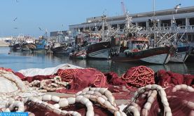 Campagne d'été de pêche de poulpe: Plus de 3.300 T débarquées à Dakhla