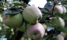 Province de Sefrou : la récolte des pommes, une filière à forte valeur économique