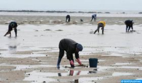 Dakhla: Levée de l’interdiction sur la récolte et la commercialisation des coquillages dans la zone de Boutalha coque