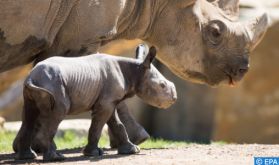 Indonésie: Deux bébés rhinocéros de Java, espèce en voie d'extinction, repérés dans un parc naturel