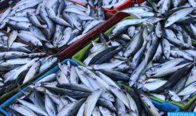 Campagne de pêche des petits pélagiques: Des rencontres de concertation avec les professionnels
