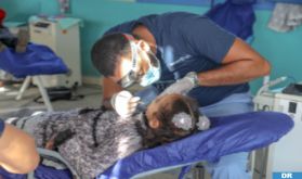ADM et “Operation Smile Morocco” organisent une caravane dentaire au profit de deux écoles limitrophes au réseau autoroutier