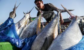 Journée mondiale du thon : appel à la protection d'un poisson en voie de disparition