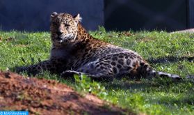 Le Jardin zoologique de Rabat accueille deux tigres